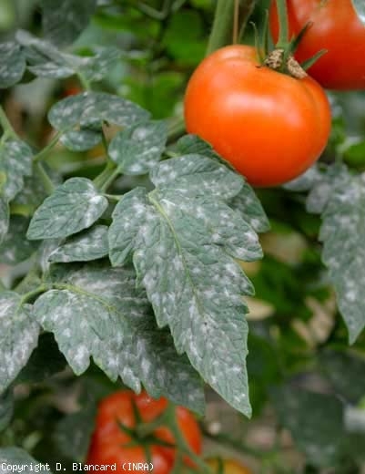Les colonies ont conflué et le feutrage blanc couvre maintenant la quasi-totalité du limbe. <b><i>Oidium neolycopersici</i></b> (oïdium, powdery mildew)