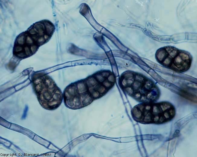 <i><b>Stemphylium vesicarium</b></i> présente des conidies aux extrémités arrondies, à la paroi échinulée, présentant de 2 à 4 constrictions. Elles ont également une teinte brune, une forme rectangulaire et mesurent 26-44 x 12-20 µm. La forme parfaite du champignon, <i>Pleospora allii</i> se forme sur milieu artificiel in vitro. <b>Stemphyliose (grey leaf spot)</b>