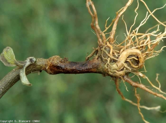 <b><i>Phytophthora nicotianae</i></b> (mildiou terrestre, downy mildew) attaque également les porte-greffes ; une lésion humide et brunâtre au contour diffus est bien visible. La lésion ne semble pas s'étendre au greffon ; ici une aubergine.