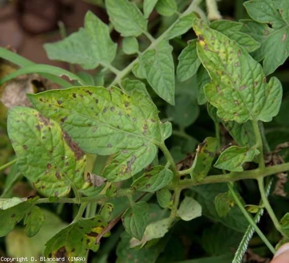 Plusieurs petites taches brunes parsèment les folioles de cette feuille de tomate. <i><b>Stemphylium solani</b></i> (stemphyliose)