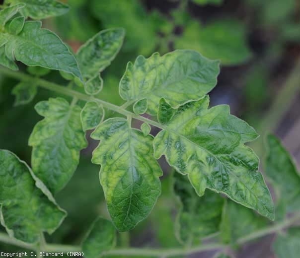Une mosaïque plutôt chlorotique et légèrement déformante  est bien en place sur cette feuille de tomate. <b>Virus de la mosaïque te la tomate</b> (ToMV)
