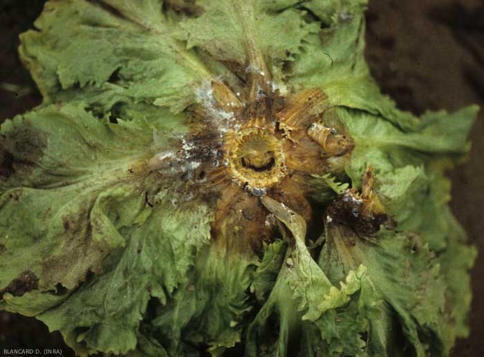 Souvent confondus, <i><b>Sclerotinia minor</b></i>, comme <b><i>Sclerotinia sclerotiorum</i></b>, s'attaque aux feuilles basses et au collet des salades. Il entraîne une pourriture humide et brune. Celle-ci est surmontée par un mycélium blanc plutôt clairsemé.(<i>Sclerotinia</i> drop)
