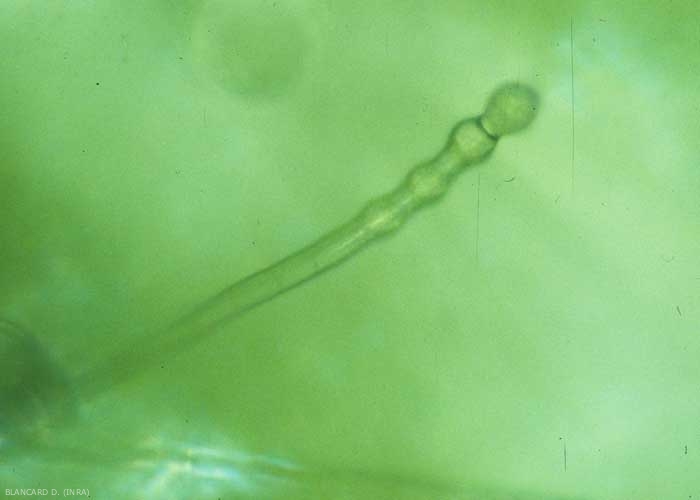 Détail d'un jeune conidiophore produisant ses premières conidies. <b><i>Golovinomyces cichoracearum</i> var. <i>cichoracearum</i></b> (oïdium, "powdery mildew")
