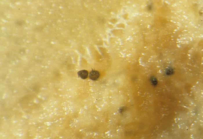 <b><i>Pyrenochaeta lycopersici</i></b> ("fungal corky root") forme rarement des pycnides sur les racines, lesquelles disposent de soies brunes caractéristiques situées au niveau de l'ostiole.