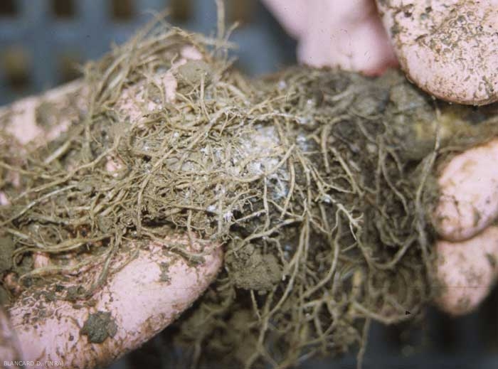 De nombreux pucerons blanc jaunâtre sont présents le long des racines ; leur présence confère à ces dernières un aspect blanc cotonneux. <b><i>Pemphigus bursarius</i></b>