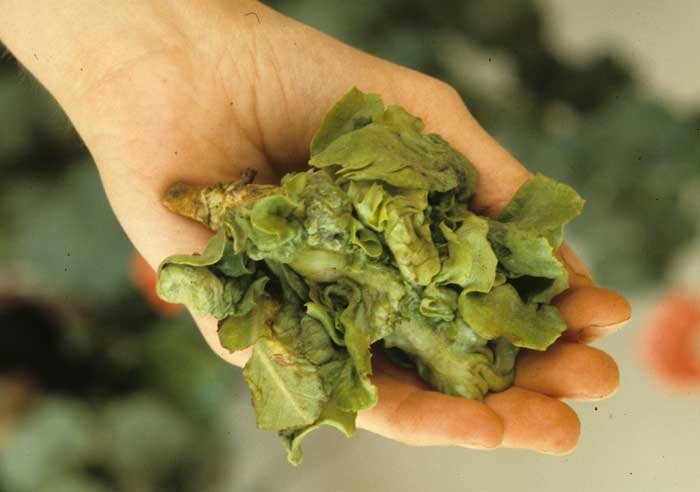 Un herbicide, aux effets particulièrement déformants, a conféré à cette salade un aspect chiffonné. <b>Phytotoxicité</b>