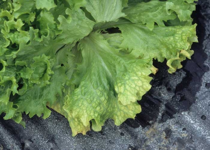 On observe toujours un jaunissement entre les nervures du limbe, les nervures restant vertes. <b>Virus de la jaunisse occidentale de la betterave</b> (<i>Beet western yellows virus</i>, BWYV) et <b>virus de la pseudo-jaunisse de la betterave</b> (<i>Beet pseudo-yellows virus</i>, BPYV)