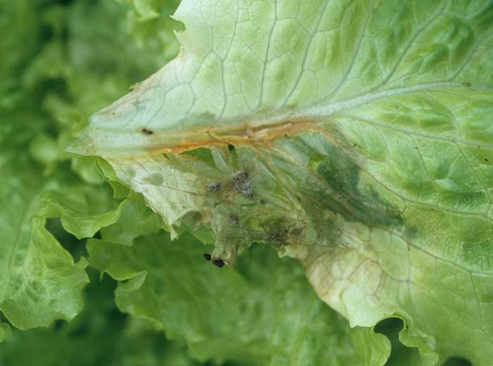 Un discret duvet gris clair est en train de couvrir progressivement cette large tache humide et nécrosée. <b><i>Botrytis cinerea</i></b> ("grey mold")
