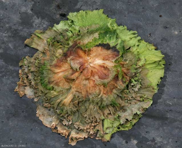 <b><i>Botrytis cinerea</i></b> est en train d'envahir cette salade flétrie (stade 2). (pourriture grise, grey mold)