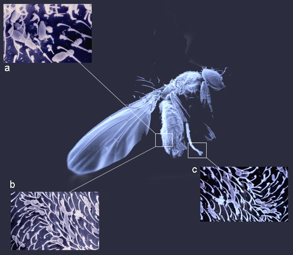 Différents microorganismes impliqués dans la  <b><i>pourriture acide</i></b> sont retrouvés sur le corps des drosophiles, par exemples :
a) <i><b>Kloeckera apiculata</b></i> dans les soies epicuticulaires ;
b) <b><i>Gluconobater</i> sp.</b> dans des poils de l'abdomen ;
c) <b><i>Pichia membranifaciens</i></b> sur les pattes...
Ces insectes assurent leur vection.