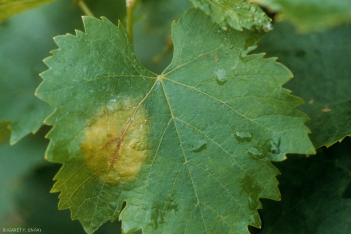 Les tâches foliaires provoquées par <i><b>Plasmopara viticola</b></i> sont tout d'abord huileuses à translucides puis jaunissent rapidement, comme c'est le cas sur cette feuille.
Mildiou de la vigne