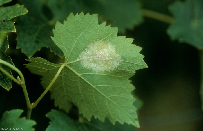 Sur la face inférieure des feuilles, la présence de <b><i>Plasmopara viticola </i></b>se manifeste par l'apparition d'un duvet blanc à l'envers des 'tâches d'huile' observables sur la face supérieure.
Mildiou de la vigne