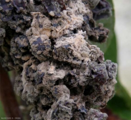 Trichothecium_9