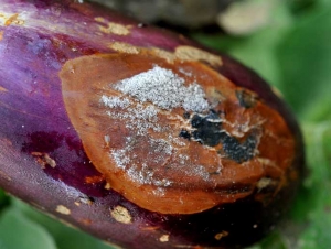 Une moisissure grisâtre se développe au niveau de la zone pourrie de ce fruit. Les  conidies de <i><b>Botrytis cinerea</b></i> sont bien visibles. Moisissure grise (grey mold)
