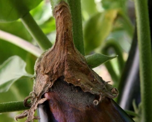 Une moisissure grise recouvre partiellement en son centre cette large pourriture molle sur ce fruit. <i><b>Botrytis cinerea</b></i> (moisissure grise, grey mold)
