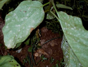 <b><i>Oidium</i> sp.</b> (oïdium, powdery mildew) sur aubergine
