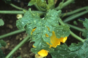 Feuilles de courgette légèrement recroquevillées portant des taches jaunes en 'étoile'. </b>Virus de la mosaïque du concombre </b>(<i>Cucumber mosaic virus</i>, CMV)
