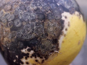Une multitude de stromas noirs, répartis en cercle concentriques et de taille limitée, se sont formés sur les tissus lésés de cette pastèque. 
<i></b>Colletotrichum orbiculare</b></i> (nuile rouge ou anthracnose)