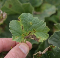 Les conditions humides et froides ont favorisé l'évolution des taches. Elles sont brunes, parfois plutôt étendues, et auréolées un halo jaune bien marqué.
<i><b>Cladosporium cucumerinum</b></i>