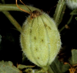 Plusieurs petites lésions graisseuses, chancreuses, et elliptiques sont présentes sur ce jeune fruit de melon.
<b><i>Cladosporium cucumerinum</i></b> (cladosporiose)