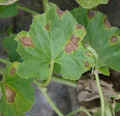 Bacteriose9