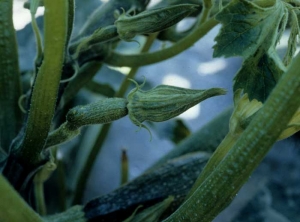 ZYMV_courgette_DB_316