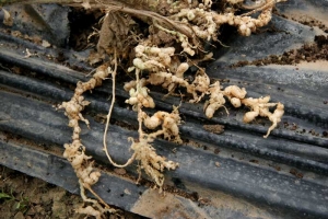 Sur les racines superficielles de cette plante de concombre, on a aucune difficulté à observer des galles disposées en chapelet le long de ces dernières.
<b><i>Meloidogyne</i> sp.</b>