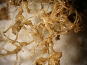Meloidogyne-spp.-Galles4.jpg