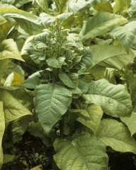 Dans le cas de ce Virginie, le phytoplasme qui l'infecte induit la prolifération de nombreux bourgeons axillaires aux entre-noeuds courts et aux feuilles petites. Cela confère à l'apex de la plante l'aspect d'un buisson. <b>Stolbur</b>
