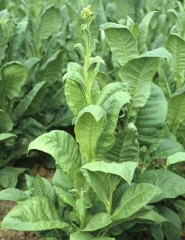 Les jeunes feuilles mosaïquées de ce pied de tabac ont tendance à s'incurver vers le bas ; ce symptôme est assez caractéristique du CMV.
<b>Virus de la mosaïque du concombre </b>(<i>Cucumber mosaic virus</i>, CMV)
