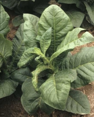 La tige se courbe vers le sol, quelques feuilles ont leurs nervures nécrosées et sont partiellement déformées. <b>Virus de la maladie bronzée de la tomate </b>(<i>Tomato spotted wilt virus</i>, TSWV)
