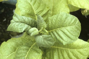 La totalité des jeunes feuilles formées, en plus d'être plus ou moins chlorotiques, sont légèrement gaufrées et enroulées. <b>Phytotoxicité</b>
