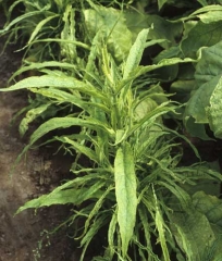 De nombreux rameaux axillaires ont poussé ; leurs nombreuses feuilles filiformes confèrent aux plantes un faciès très particulier.
<b>Polyphyllie ou "Frenching"</b>