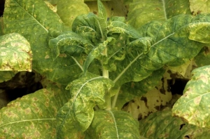 A presença de mofo nas veias resulta em crescimento reduzido das plantas, folhas jovens são frequentemente distorcidas, muitas nervuras tornam-se amarelas e tornam-se necróticas. <b><i>Peronospora hyoscyami</i> f.sp. <i>tabacina</i></b> (mofo azul do tabaco, míldio)
