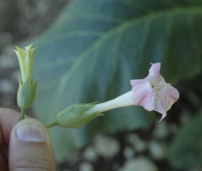 On distingue aisément les répercussions du Stolbur sur la fleur issue d'une plante malade (à gauche), comparativement à une fleur normale (à droite).
<b>Stolbur</b>
