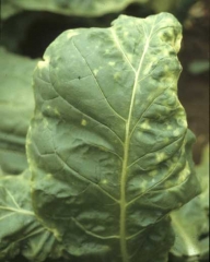 Cette feuille a malencontreusement reçu un pesticide surdosé ; en plus de jaunissements internervaires, elle est aussi notablement déformée en périphérie du limbe. <b>Phytotoxicité</b>
