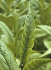 Plusieurs feuilles, récemment développées, sont plus étroites que les feuilles normales environnantes. Leur forme effilée leur donne l'apparence d'une lame de glaive.
<b>Polyphillie</b> ou "Frenching"
