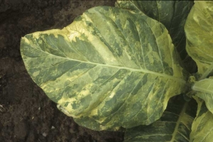 Sur certaines feuilles, l'alternance des zones foliaires normales et affectées peuvent prêter à confusion avec une mosaïque.
<b>Anomalie génétique</b> (Panachure, "Genetic abnormalities")
