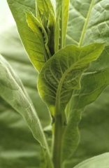 <b>Virus de la maladie bronzée de la tomate</b> (<i>Tomato spotted wilt virus</i>, TSWV) : cette jeune feuille, dont certaines nervures commencent à se nécroser, a tendance à se courber comme le fait aussi l'apex de la plante. 
