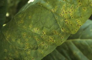 Nombreuses taches nécrotiques entourées d'un halo jaune sur feuille de tabac de type Virginie. Maladie bactérienne due à <b><i>Pseudomonas syringae</i> pv. <i>angulata</i></b> (maladie des taches angulaires, "angular leaf spot").

