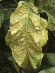 Lorsqu'elles subissent les premiers froids, les feuilles affectées ont tendance à prendre une teinte jaune mordoré. <b>Stolbur</b>
