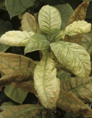 Après avoir jauni dans un premier temps, plusieurs jeunes feuilles ont blanchi assez rapidement. Seules quelques nervures restent encore vertes. <b>Phytotoxicité</b> (chemical injuries)
