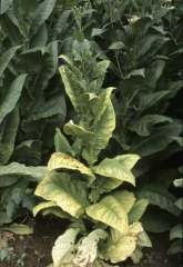 Plusieurs feuilles de ce tabac Brun montrent un jaunissement, voire un blanchiment, plus ou moins généralisé. <b><i>Candidatus</i> Phytoplasma solani</b> (stolbur, big bud)

