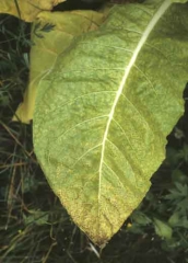 Nombreuses petites taches brunes irrégulières et inter-nervaires, présentant un étroit halo jaune. <b>Virus Y de la pomme de terre</b> (PVY, <i>Potato virus Y</i>)
