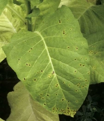 Petites taches brunes et nécrotiques sur feuille de tabac, entourées d'un halo jaune. <i><b>Alternaria alternata</i></b> (brown spot)
