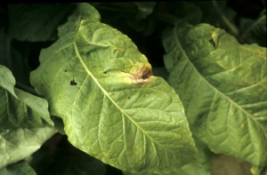 Tache beige présentant des anneaux bruns, irréguliers et concentriques. <b><i>Botrytis cinerea</b></i>
