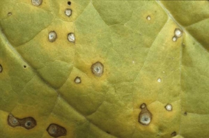 Au centre des taches nécrotiques, on distingue de minuscules amas noirs composés des conidiophores du champignon portant des conidies assez caractéristiques. <b><i>Cercospora nicotianae</b></i> (cercosporiose, "frog eye")

