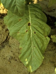Taches irrégulières, aux contours bien définis, colorées en beige à brun, dont les tissus centraux nécrosés et desséchés se fendent et disparaissent. <b><i>Thanatephorus cucumeris</i></b> (anamorphe <i>Rhizoctonia solani</i>)

