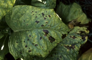 Nombreuses taches noires et irrégulières, induisant une chlorose partielle du limbe. <i><b>Pseudomonas cichorii</i></b> ("black spot disease")
