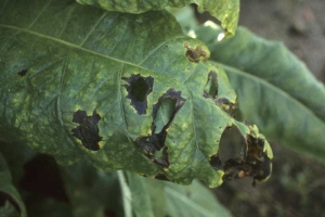 La bactérie infecte surtout les feuilles basses ayant atteint la maturité ; le limbe peut localement se liquéfier et disparaître. <b><i>Pseudomonas cichorii</b></i> (maladie des taches noires du tabac, "black spot disease")
